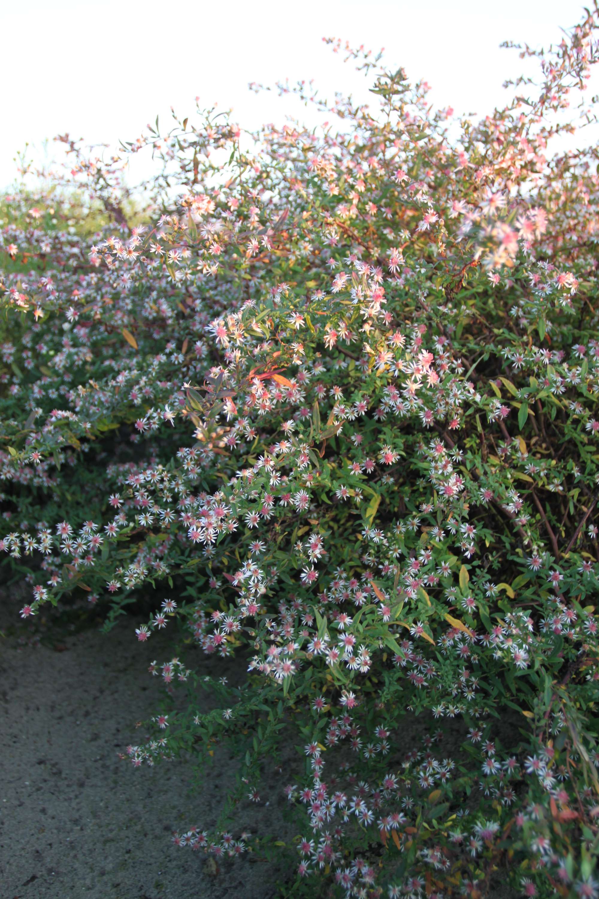 Aster 'Lady in Black'